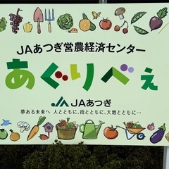 11/22 (土)　JAあつぎ あぐりべぇ メダカ出荷の画像
