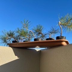 黒松の苗木・盆栽用の画像