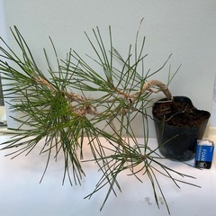 黒松の苗木・盆栽用の画像