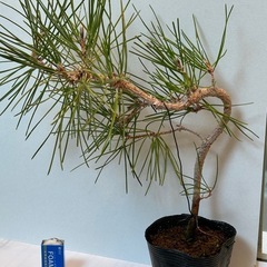 黒松の苗木・盆栽用の画像