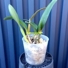 洋蘭、ミニカトレア 開花見込み株の画像