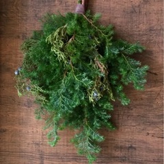 ヒムロスギ　クリスマス　お正月　しめ縄　クリスマスリース　ひむろ杉　ヒムロ杉の画像