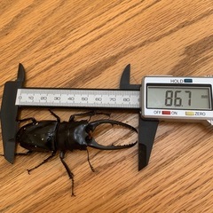 コンフキウスノコギリクワガタペア　その5の画像