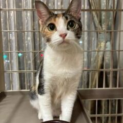 【11月23日(日曜日)　🌟久留米市野中町ログハウス🌟🌟久…