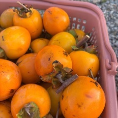 渋柿20円
の画像