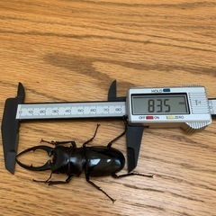 コンフキウスノコギリクワガタペア　その6の画像