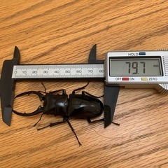 コンフキウスノコギリクワガタペア　その7の画像