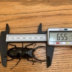 コンフキウスノコギリクワガタペア　その8の画像