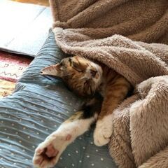 【11月23日(日曜日)　🌟久留米市野中町ログハウス🌟🌟久…