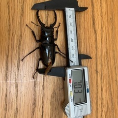 コンフキウスノコギリクワガタB♂単品の画像