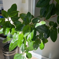 ゴムの木🌳の画像