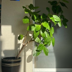 ゴムの木🌳の画像