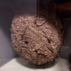 スズメバチの巣の画像