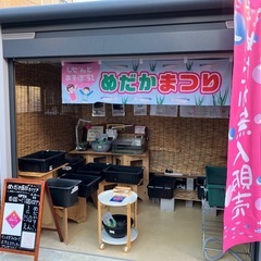 めだか屋Berry めだか祭りの画像