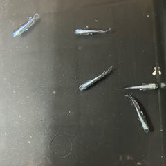 めだか屋Berry めだか祭りの画像