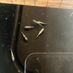 めだか屋Berry めだか祭りの画像