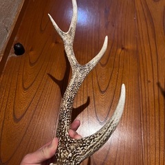 鹿の角ランタン掛けの画像