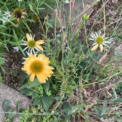 エキナセアの種子　mix たくさん　花の種　種 の画像
