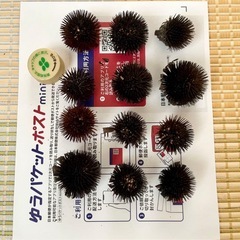 エキナセアの種子　mix たくさん　花の種　種 の画像