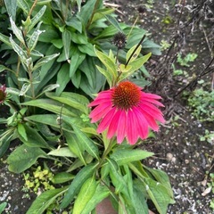 エキナセアの種子　mix たくさん　花の種　種 の画像