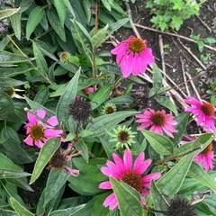 エキナセアの種子　mix たくさん　花の種　種 の画像