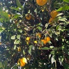 本日収穫の大きめ柚子🍊の画像