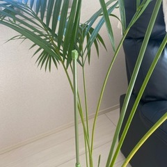 アレカヤシの画像