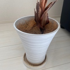 アレカヤシの画像