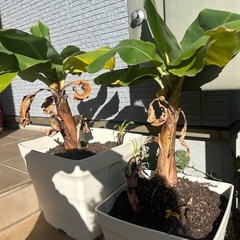 ドワーフバナナの画像