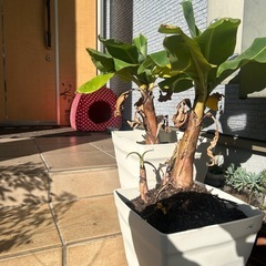 ドワーフバナナの画像