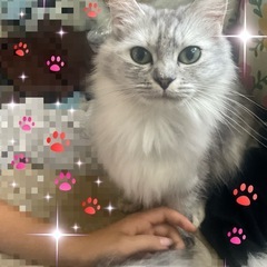 ミヌエットとマンチカンMIX雌