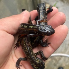 金箔個体シリケンイモリＣＢ個体５匹10000円の画像