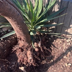 ユッカアツバキミガヨラン芋付きの安心株の画像