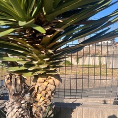 ユッカアツバキミガヨラン芋付きの安心株の画像