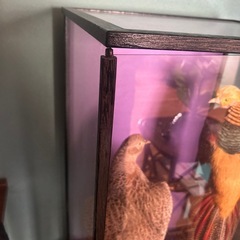 金鶏鳥　雄雌　剥製　0円の画像