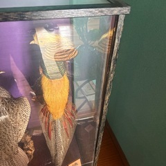 金鶏鳥　雄雌　剥製　0円の画像