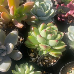 大量出品‼️多肉植物の画像