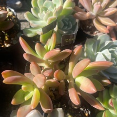 大量出品‼️多肉植物の画像