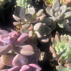 大量出品‼️多肉植物の画像