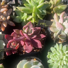 大量出品‼️多肉植物の画像