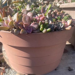 大特価‼️多肉の寄せ植えの画像