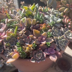 大特価‼️多肉の寄せ植えの画像