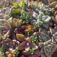 大特価‼️多肉の寄せ植えの画像