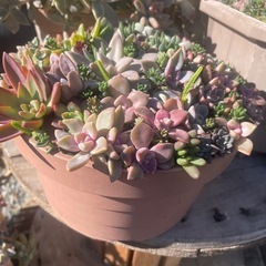 大特価‼️多肉の寄せ植えの画像