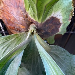 ビカクシダ  エレファントティスの画像