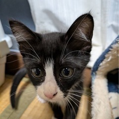 🐱かわいいお顔のハチワレちゃん❣️