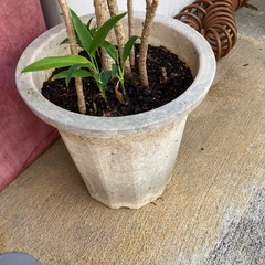 最終再値下げ🔻11/22(土)まで　　植木①150センチぐらいの画像