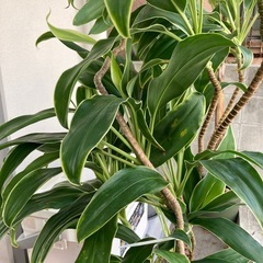 最終再値下げ🔻11/22(土)まで　　植木①150センチぐらいの画像