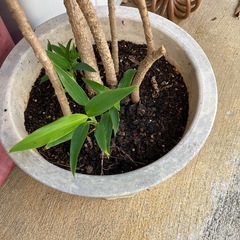 最終再値下げ🔻11/22(土)まで　　植木①150センチぐらいの画像