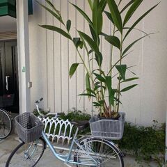 月桃の鉢植えの画像